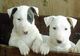 Bull Terrier Inglês Disponiveis Peça Ja o Seu