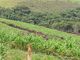 Fazenda à Venda, 43 Hectares, R$ 2,7 Milhões em Itaguara, MG