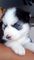 Fêmea Husky Siberiano Linhagem Pura Olhos Azuis Cor Preta Cm Branco