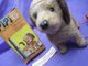 Cachorrinho Pipi Estrela Cãozinho Levado da Breca Dog Toy na Caixa