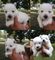 Filhotes de West Highland White Terrier