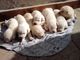 Filhotes de Labrador