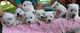 West \highland White Terrier - Especializados na Raça RJ